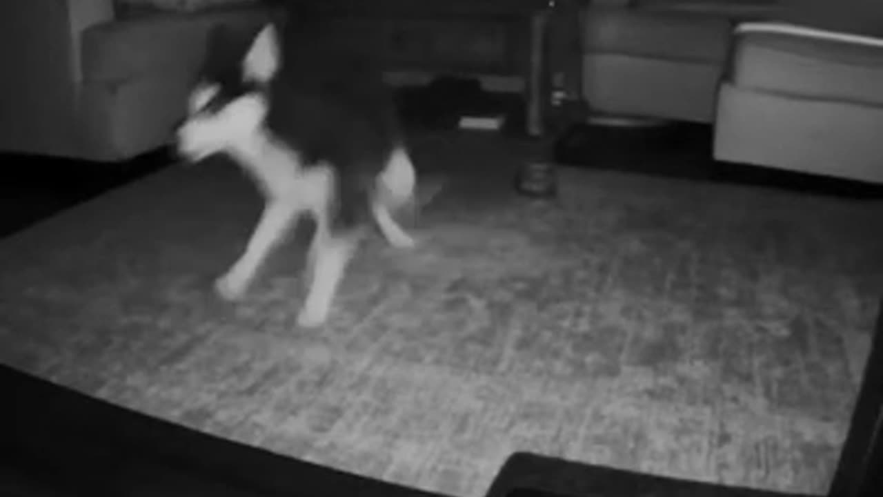 Husky Dog Chasing Tail On The Smart Dog Camera