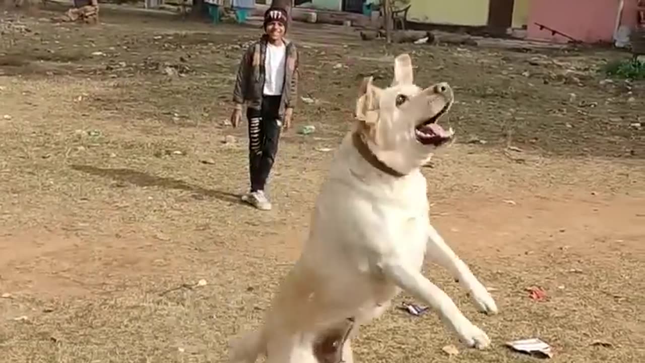 Dog playing with balloons hits perfectly