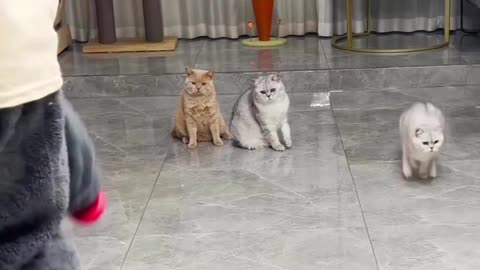 Funny cat