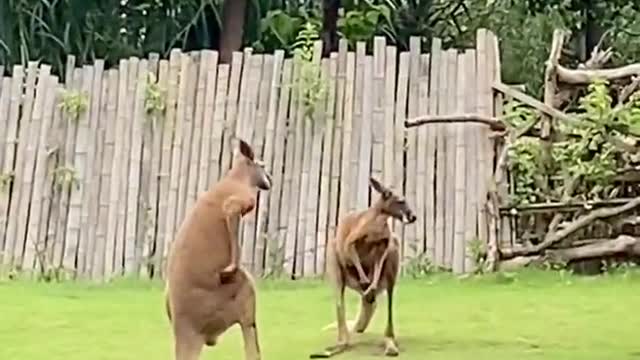 The kangaroo has visitors