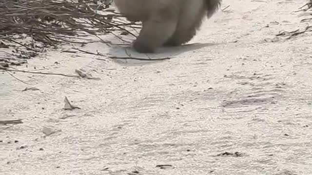 Funniest and Cutest Puppies