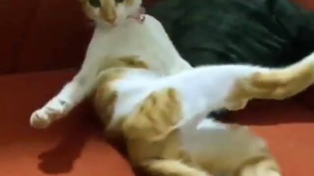 cat sexy moment