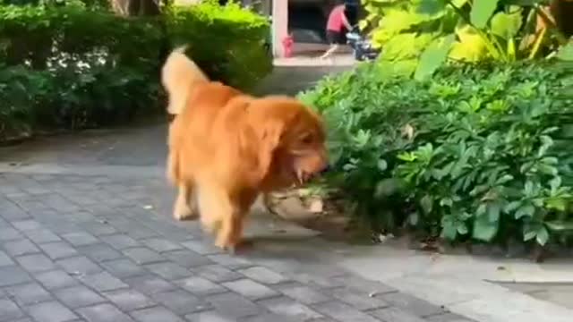 The dog drives, takes his brother out to play