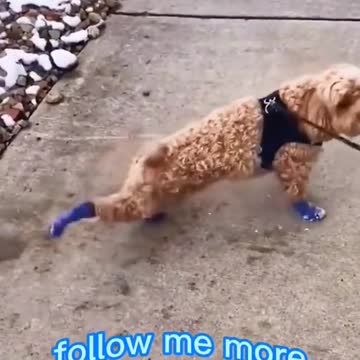 The dog dances to Michael Jackson's dance