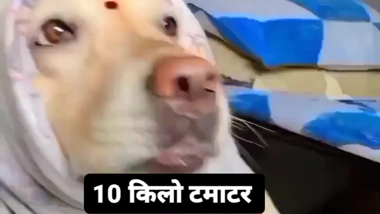 Funny animal