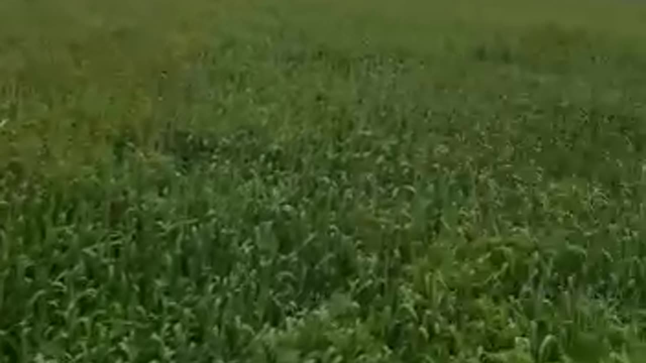 Video picture