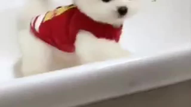 Cute and funny pomeranian