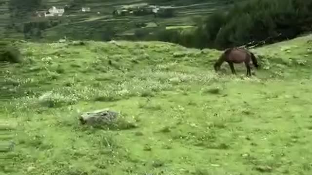 A wild horse running.