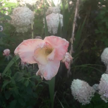 The last flower of Gladiolus