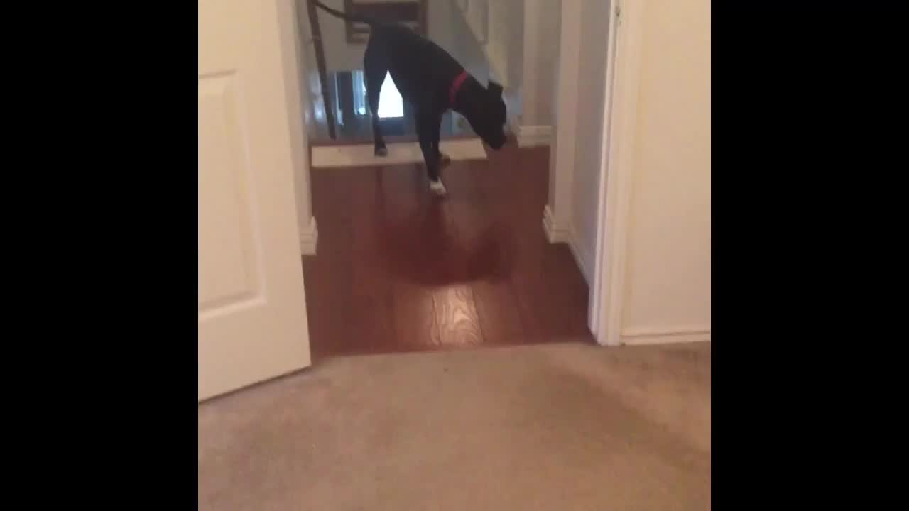 Dog's clever strategy to overcome fear of doorways