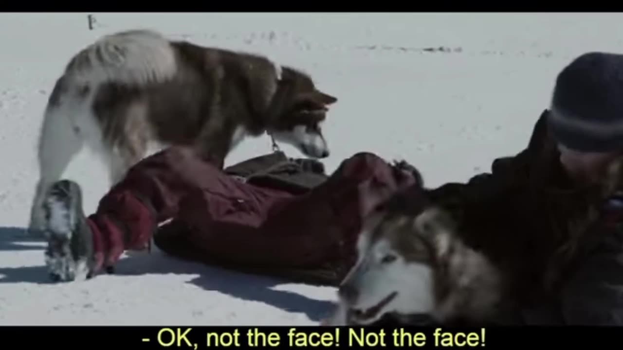 Eight below movie scene