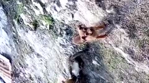jamaican Puppy's and kitty a little fall out