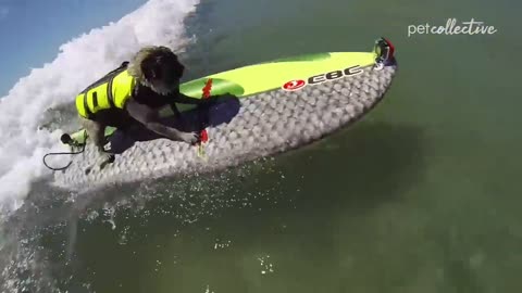 Try Not to laugh