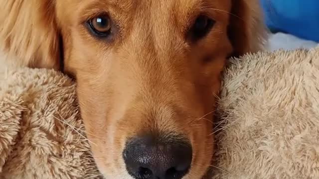 Can't stay on face