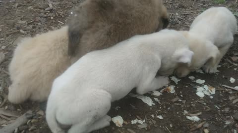 Street dogs eating food