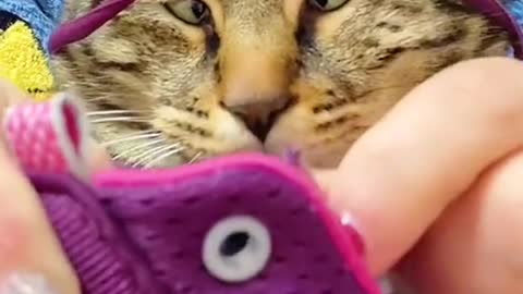 Cute kitty