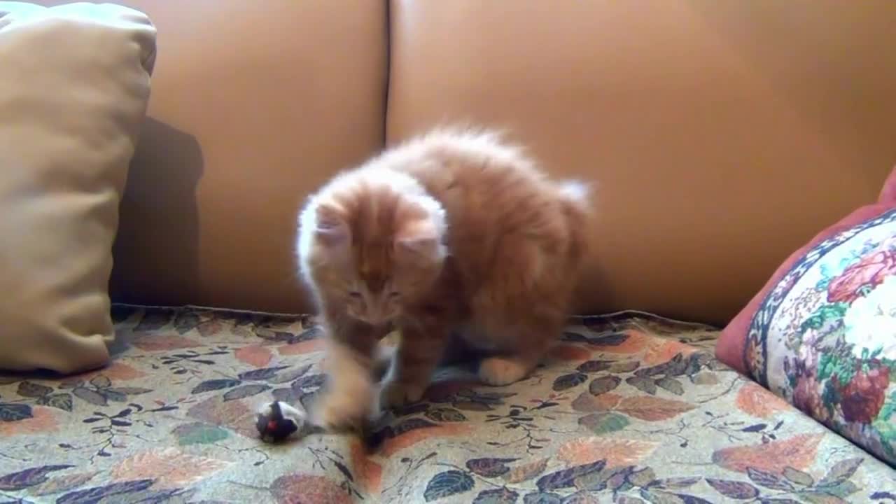 This little kitten is playing with a toy mouse because she thought it was real