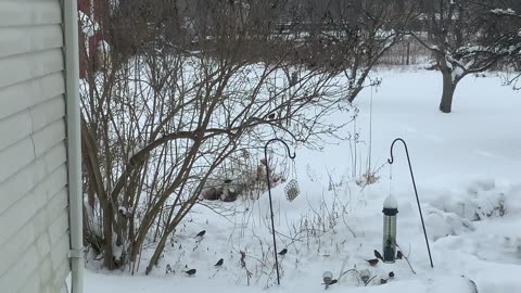 #ASMR Our Bird Feeder When it Snows ❄️