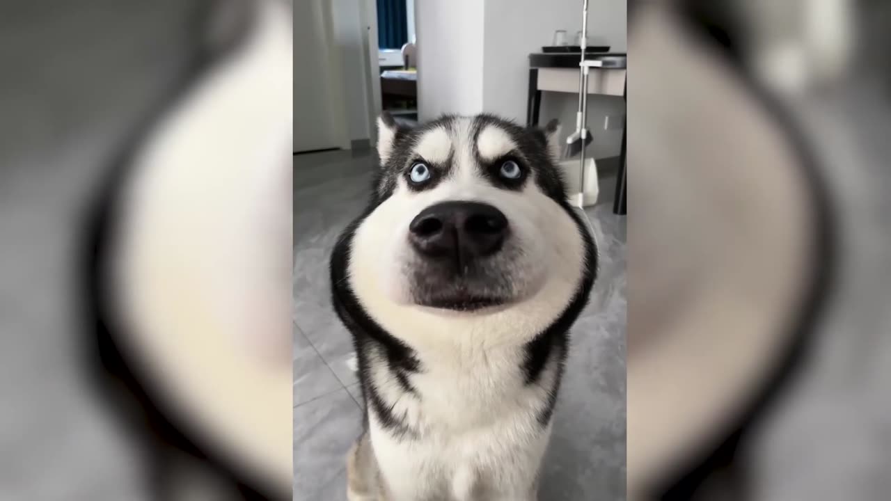 A Husky With Special Effects. Funny Husky