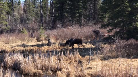 Moose in the forest