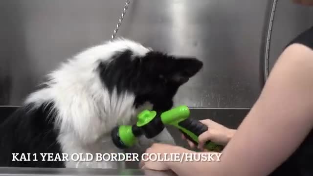 The most stubborn breed mixed with the most brilliant...what could go wrong