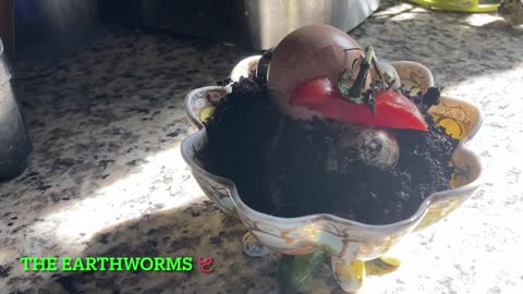 Earthworm Compost Sundae_Cut