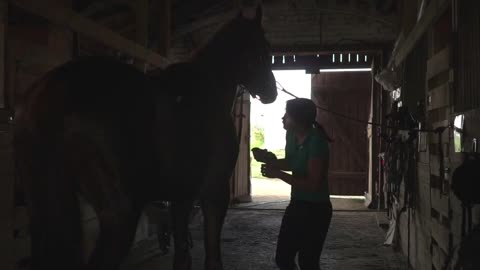 Woman rider brushing horse and prepare animal for dressage