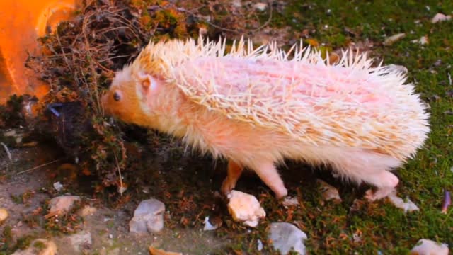 Widlife Animal Amazing videos 😍
