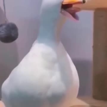 I try not to laugh the funny duck and donkey