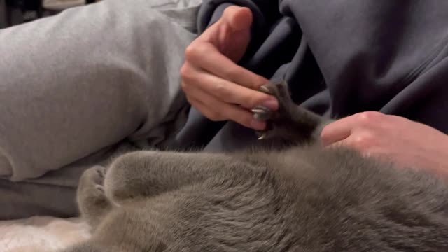 Comfortable Kitty Enjoys Paw Massage