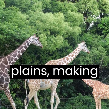 A girafa é o animal mais alto do mundo,