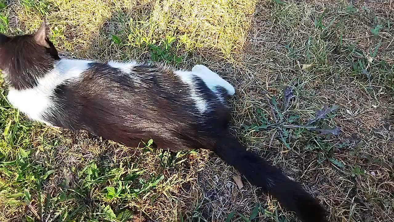 Kitty Masha basks in the sun