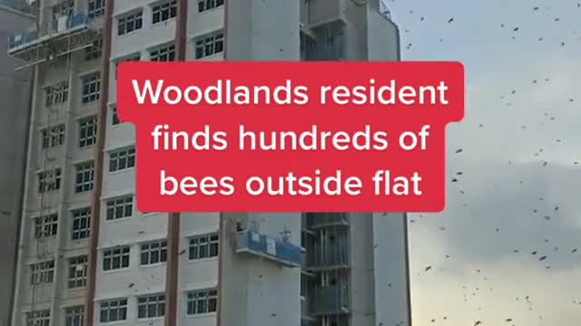 Woodlands resident finds hundreds of bees outside flat