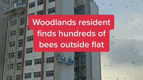 Woodlands resident finds hundreds of bees outside flat