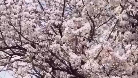 Sakura Japan