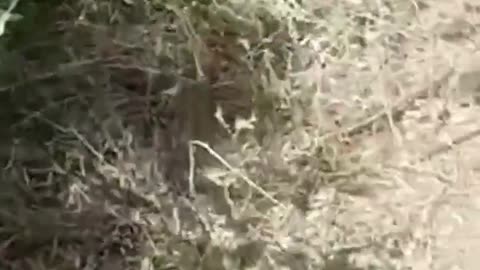 Destroyed Ukrainians in Zaporozhye region