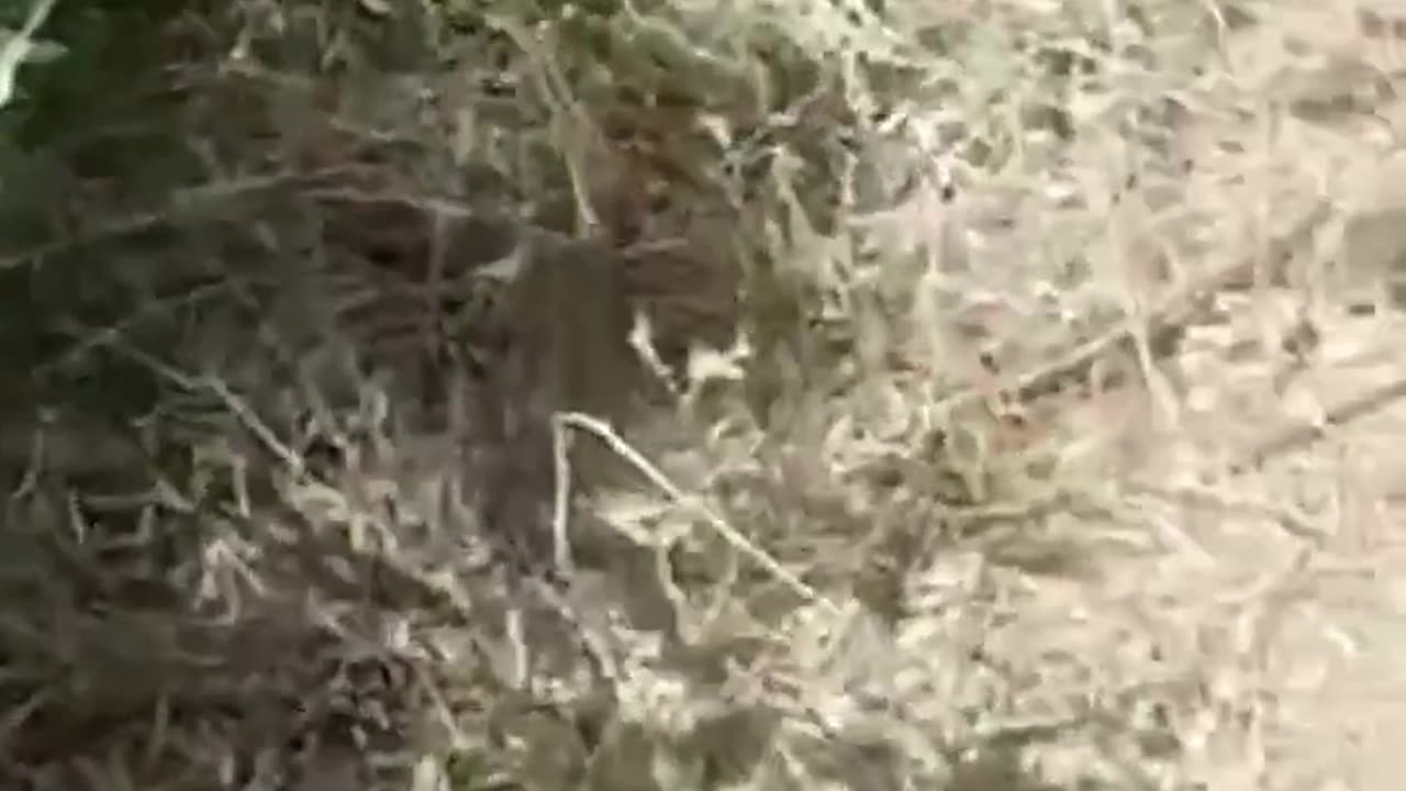 Destroyed Ukrainians in Zaporozhye region