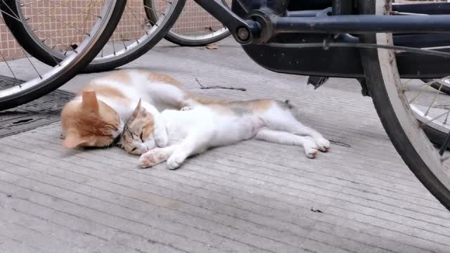 Two cats that are the envy of single people