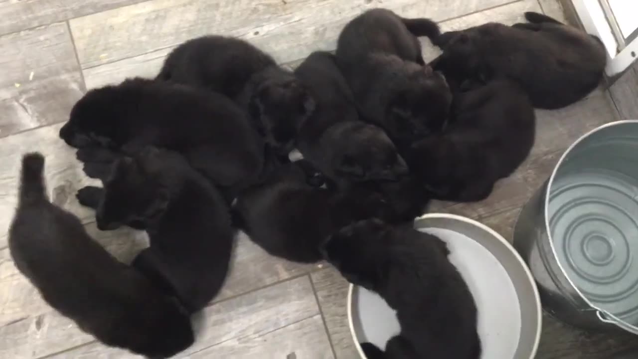 CUTE 3 week old German Shepherd Puppies!!!