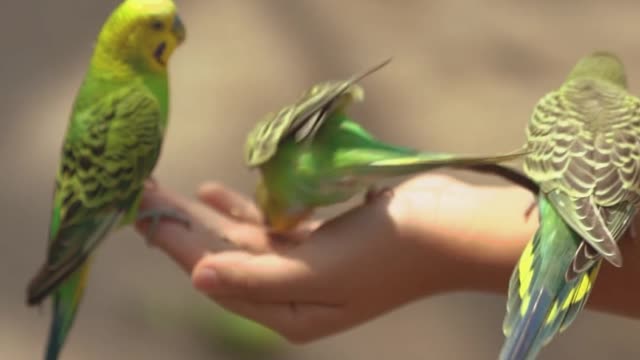 My best feeling when I will eating some colourful birds.