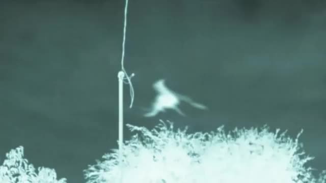 Strange Creatures Caught on Tape