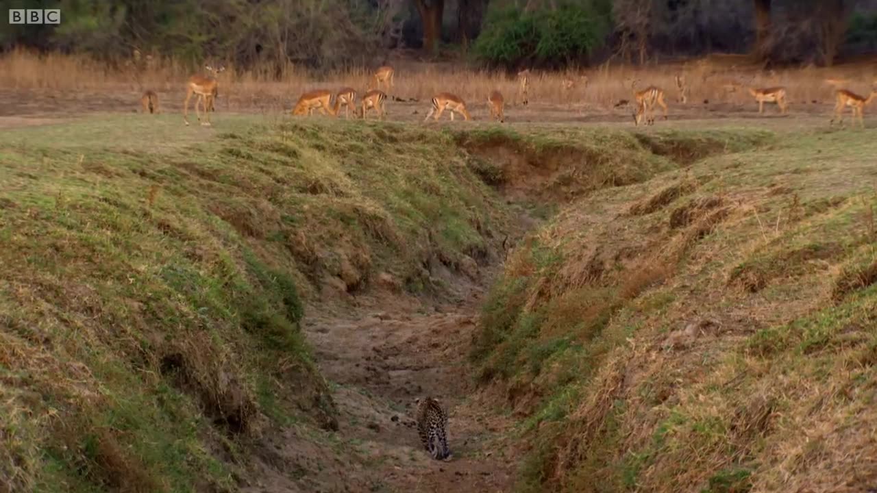 Impala Miraculously Escapes Jaws Of Leopard | The Hunt