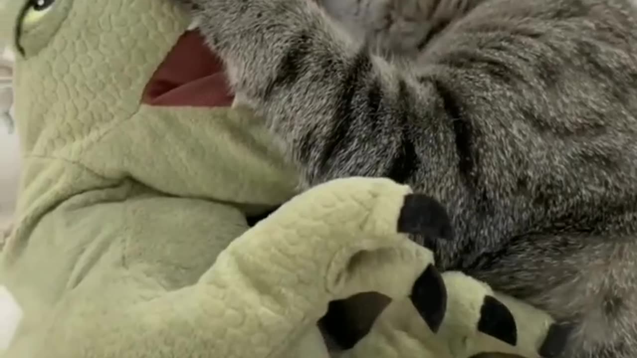 Funny cat smile 😁