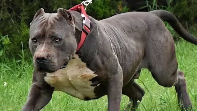 Amazing strong Dog