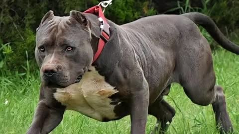 Amazing strong Dog