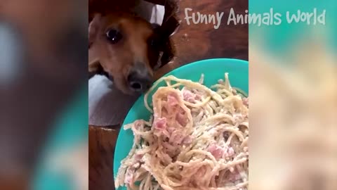 Funniest Cats And Dogs Videos 😁 - Best Funny Animal Videos 2023 😅 #12