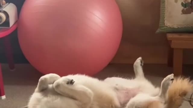 puppy playing alone