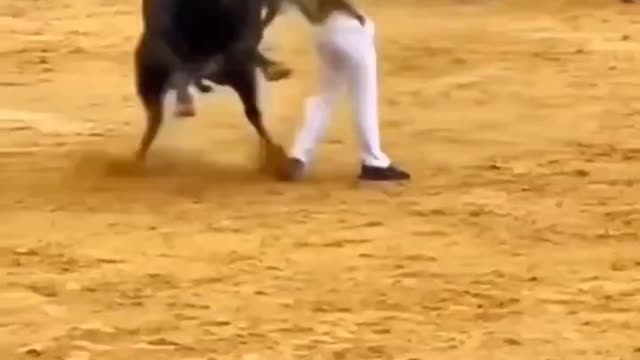 professional bullfighter