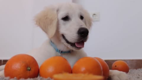 Golden Retriever Puppy Sees and Tastes an Orange for the First Time!