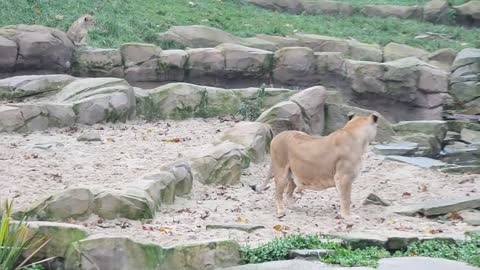 First meeting of lion cub Nestor with his father Victor @ Zoo Antwerpen